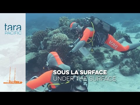 TARA PACIFIC: A UNIQUE APPROACH TO THE BIODIVERSITY OF CORAL REEFS