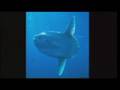 Exploring the Ocean and the Mola Mola