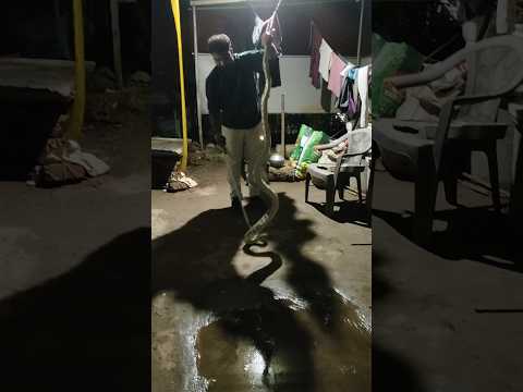 പെരുമ്പാമ്പ് റെസ്ക്യൂ 🐍#animals #reptiles #kerala #forest