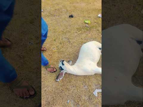 Masha Allah #nice #actor #bakra #viral #video #trending #reels #shortsviral