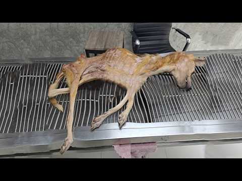 Abandoned Upside Down, Barely Bones, He Whimpered Softly - As If Waiting Quietly For The End...