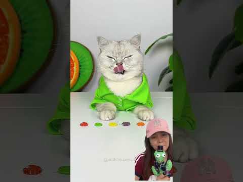 CARA MIAW MAKAN CHACHA ⁉️WOW BERUBAH WARNA 😱