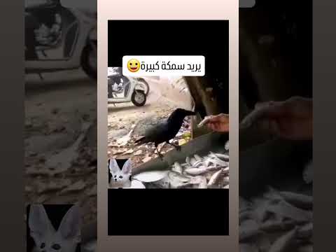 سبحان الله من اذكى الطيور 😊