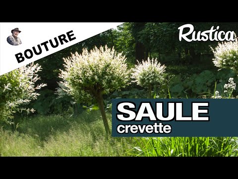 Bouturer un saule crevette