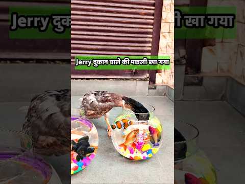 Baby duck जिंदा हुआ और Fish shop वाले की मछली खा गया | #shorts #birds #fishingvideo #jerry #petsvlog