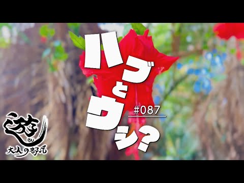 遊ＢＵ～大人の部活～　#87　ハブとウシ？　2025年11月17日放送分
