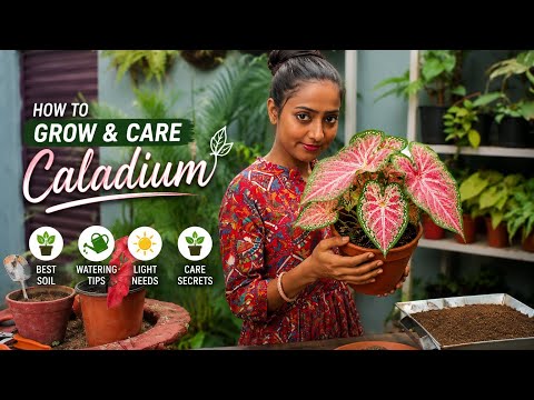 How To Grow & Care Caladium Plant | Complete Beginner Guide