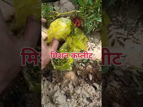 🌱जिद्दी, परंतु पौधों के मामले में 💯🪴👍👌 ||#garden #plants #motivation #shortsfeed #love #shorts