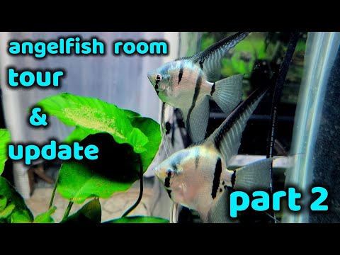ANGELFISH ROOM TOUR JUNE 2023 PART 2 OF 2 This is part 2, the final part, of my room tour. Enjoy!