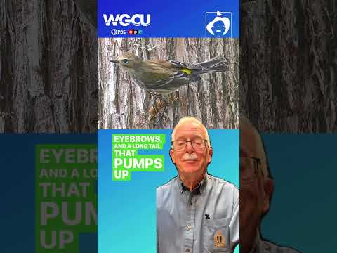 Warblers | WGCU With The Wild Things #shorts #wgcu #wildthings image