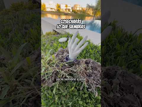 CRECIÓ UN ÁRBOL DE ABUELITAS