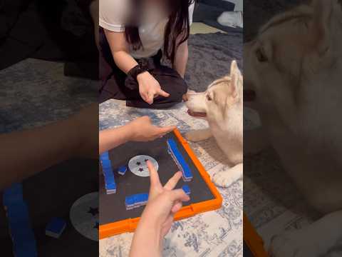 麻雀に参加するハスキー #シベリアンハスキー #ハスキー #ハスキー犬