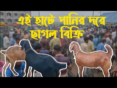 সস্তায় পানির দরে ছাগল, বগুড়ার ছাগলের বড় হাট কুন্দর হাট #কোরবানি #ছাগলের #সস্তায়