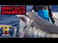 Mysterious Ocean Predators