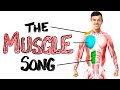Muscle Song Quiz