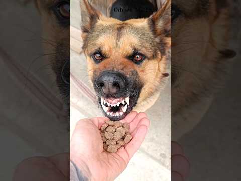 😱Danger! Evil German Shepherd!