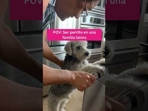 POV: Perrito viviendo con familia latina #latinos #cosasdelatinos #humor