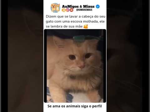 o gatinho lembrou da mãe dele #vidaanimal #pets #selva #petsfofinhos #gatinho #amoranimal