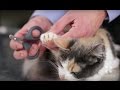 Cat Nail Trimming Techniques and Tips
