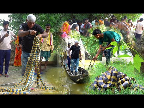 देखिए पहली बार  8 ज़हरीले बैंडेड क्राइट स्नेक का एक साथ रेस्क्यू | banded Krait Snake Rescue