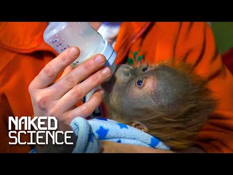 The Science Behind The Nurture Of Orangutans | Monkey Life