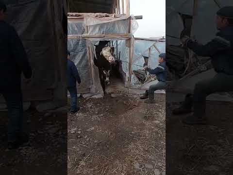1100 KG SIMMENTAL BUQA