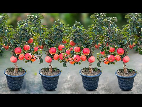 How To Grow Apple Tree From Apple Fruit || Growing Apple Trees in Water and Pots || Growing Apple