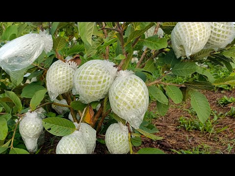 Ổi chân châu ruột đỏ chái bự chà bá luôn chúc các bạn xem video vui vẻ nhé Zalo 0369531040