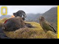 Kea Conservation and Ajax's Role