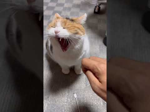 【三毛猫】おやすみだけを言いに来たミケ