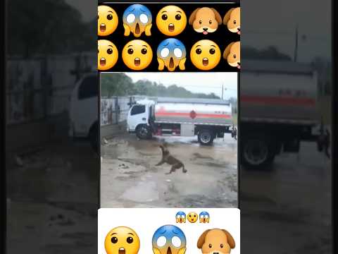 π² π±,#ytshorts #rain #dogshorts #doglife #youtube #shots #shortvideo #animals @Uttamrawatvlogs πΆπ²