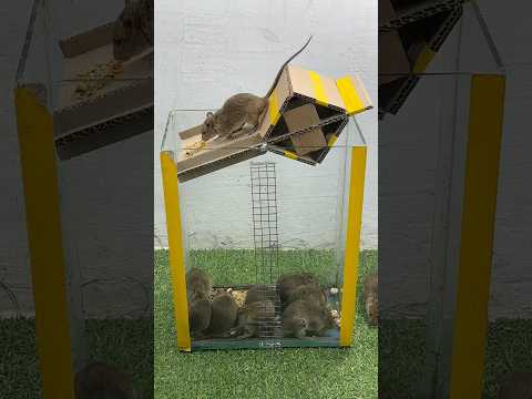 The best mouse trap ideas at home // Great tips to trap mice #mousetrap