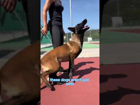 This Dog Breed is Intelligent and Acrobatic