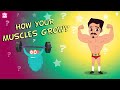 Muscle Function and Growth Concepts