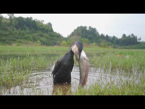 This Bird Just Ate a Snakehead!