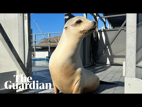 Sea lion who grooves to Boogie Wonderland proves animals can keep a beat