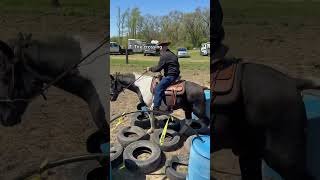Horse Obstacle Training with Mounted Police  #horsetraining #horseriding #policehorse #horses