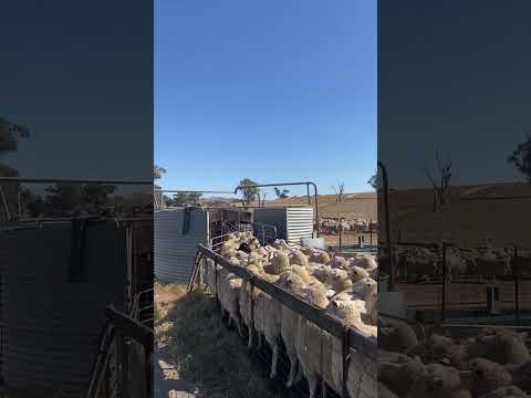 😮 #dog #cat #animals #viral #funnyvideo