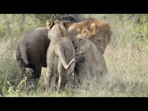 LIONS mate, WILD DOGS whoop and a LEOPARD rests.