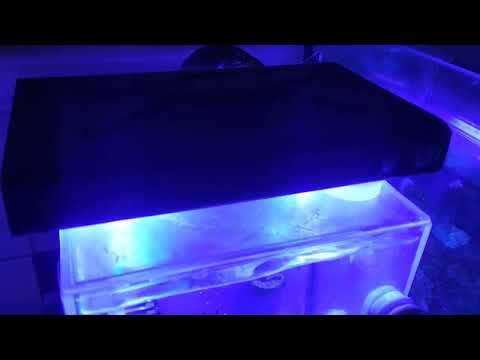 KESSIL A80 TUNA BLUE VS NOOPSYCHE K7 V3 PRO ON A 2 WHICH LIGHT DO YOU THINK IS BETTER. LET ME KNOW YOUR THOUGHTS. LETS HERE IT OUT.
