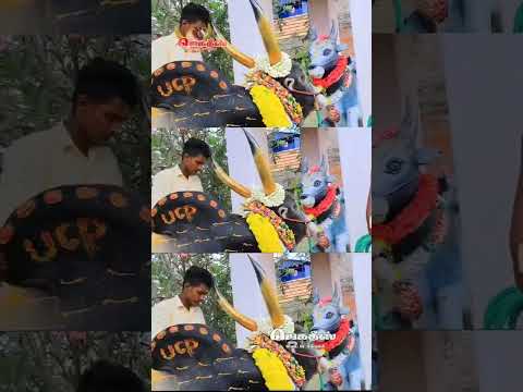 காளையின் காதலன் #j #jallikattu #trending #shorts