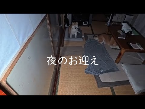 残業後にお迎えへ行くと見られる柴犬モモと静かに寝床へ向かうココの微笑ましい瞬間 サムネイル