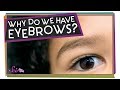 Understanding Eyebrows and Emotions