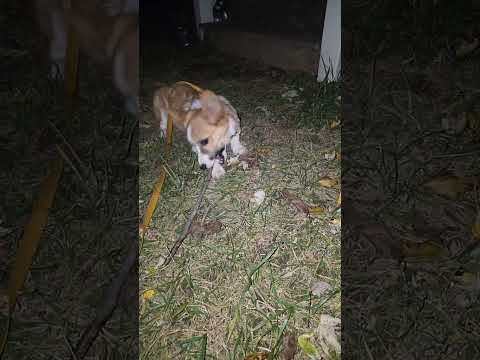 Halloween with Gimli short edition #corgi #cute #doglife #puppy