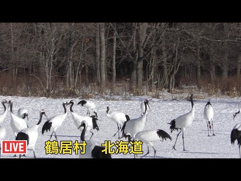 ライブカメラ 鶴居村・北海道Live camera Tsurui Village, Hokkaido