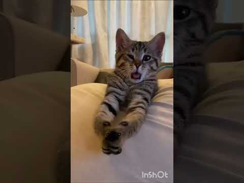 5 DOA KUCING UNTUK ORANG YANG MEMBERINYA MAKAN