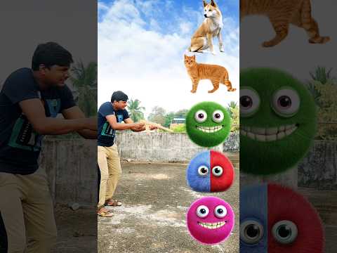 dog cat monkey rabbit goat funny VFX magic video कुत्ता बिल्ली बंदर खरगोश बकरी #shorts #funny