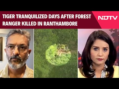 Ranthambore | Tiger Tranquilized Days After 40-Year-Old Forest Ranger Killed In Ranthambore