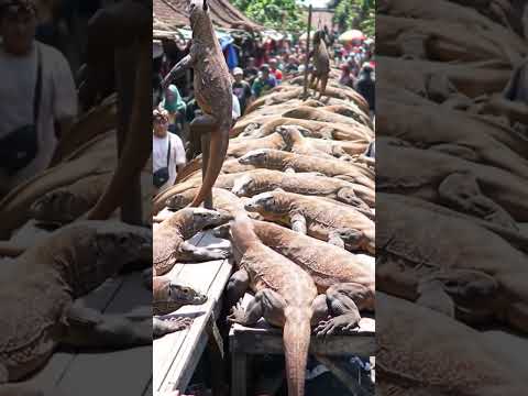# wild kodomo dragon sold in market
