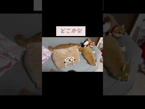 見つけられましたか？😄笑 #柴犬 #shibainu #shiba #dog #豆柴#shorts
